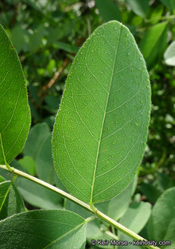 Amorpha fruticosa L. resmi