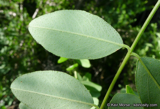 Imagem de Amorpha fruticosa L.