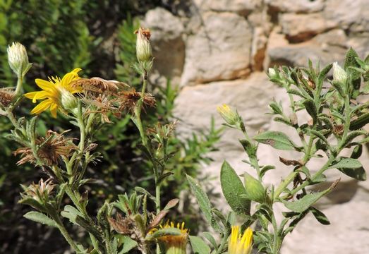 Sivun Heterotheca viscida (A. Gray) V. L. Harms kuva