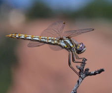 Image of Variegated Meadowhawk