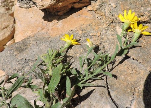 Imagem de Heterotheca viscida (A. Gray) V. L. Harms