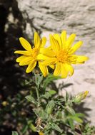 Image of cliff false goldenaster