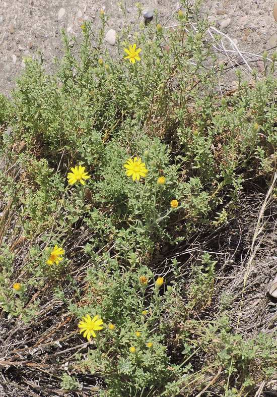 Image of cliff false goldenaster