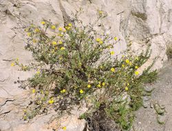 Image of cliff false goldenaster