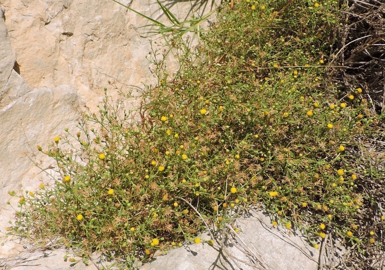 Image of narrow-leaved rockdaisy