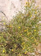 Image of narrow-leaved rockdaisy