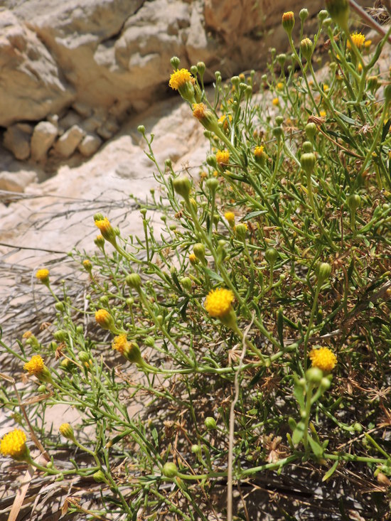 Image of narrow-leaved rockdaisy