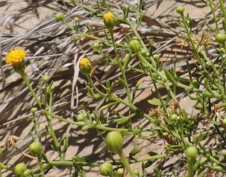 Image of narrow-leaved rockdaisy