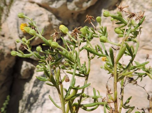 Image of narrow-leaved rockdaisy