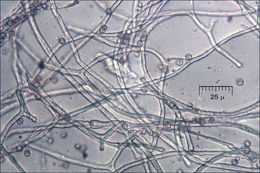 Imagem de Tulostoma fimbriatum Fr. 1829