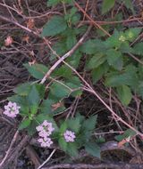 Image of brushland shrubverbena