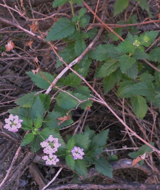 Image of brushland shrubverbena