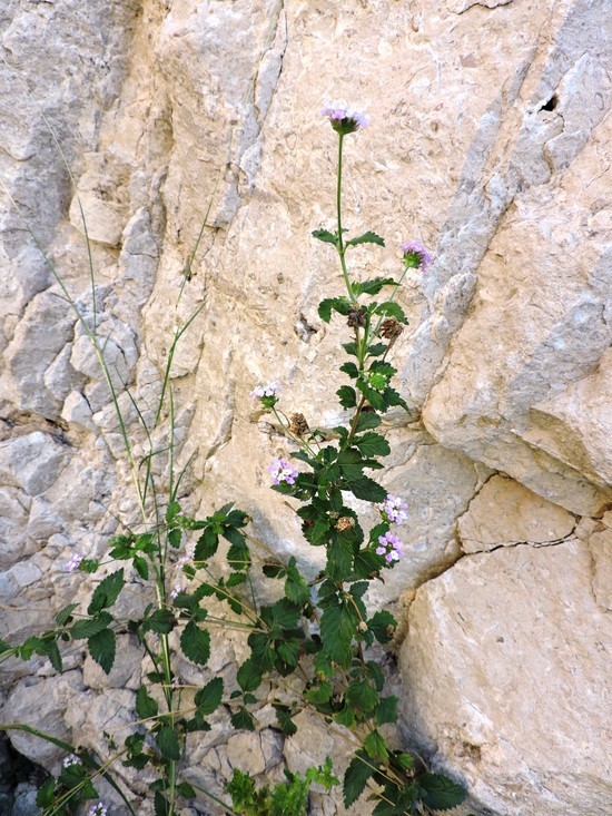 Sivun Lantana achyranthifolia Desf. kuva