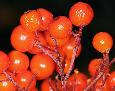 Imagem de Sorbus californica Greene