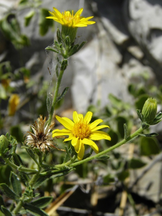 Sivun Heterotheca viscida (A. Gray) V. L. Harms kuva