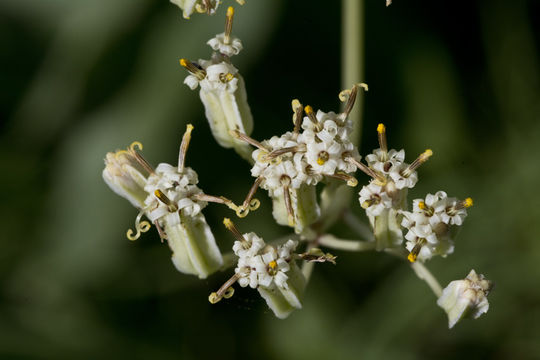 Image of groovestem Indian plantain