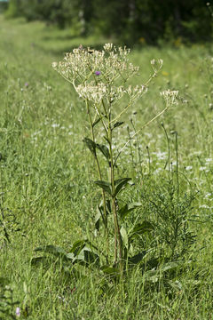 Image of groovestem Indian plantain