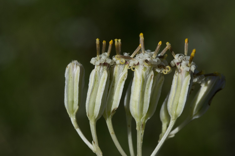 Image of groovestem Indian plantain