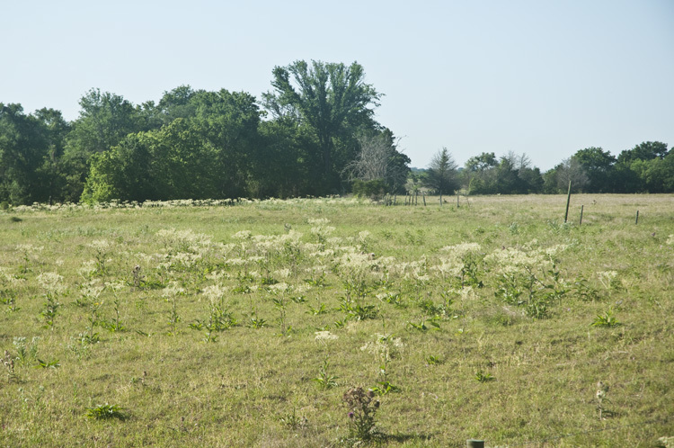 Image of groovestem Indian plantain