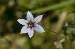 Image of annual blue-eyed grass