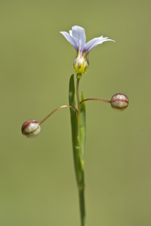 Image of annual blue-eyed grass
