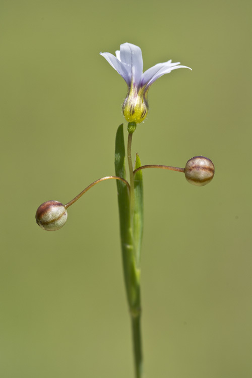 صورة Sisyrinchium rosulatum E. P. Bicknell