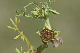 Image of field burrweed