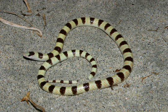 Image of Western Shovel-nose Snake