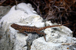 Image of common side-blotched lizard