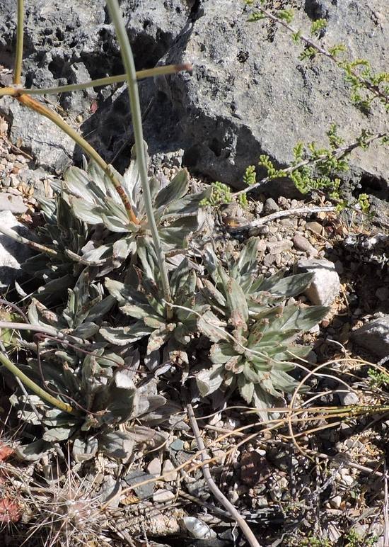 Image of Havard's buckwheat