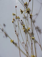 Image of Havard's buckwheat