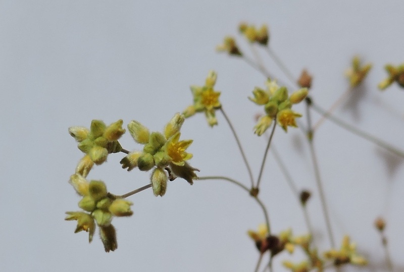 Image of Havard's buckwheat