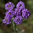 Plancia ëd Carphephorus pseudoliatris Cass.