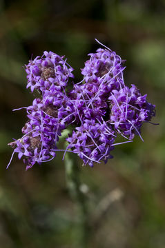 Carphephorus pseudoliatris Cass. resmi