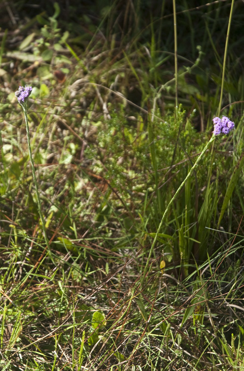 Carphephorus pseudoliatris Cass.的圖片