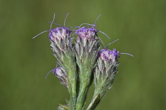 Image of Bristle-Leaf Chaffhead