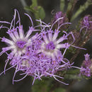 Sivun Carphephorus corymbosus (Nutt.) Torr. & A. Gray kuva