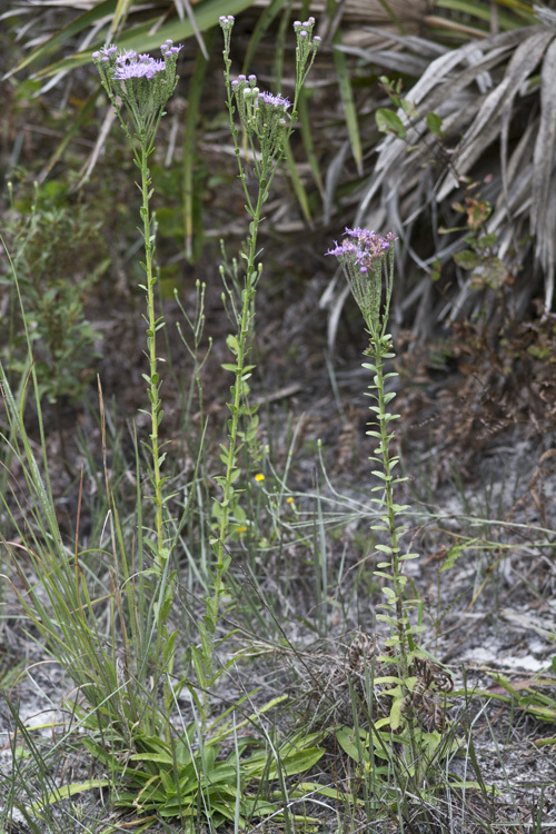 Image of coastal plain chaffhead