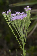 Image of coastal plain chaffhead