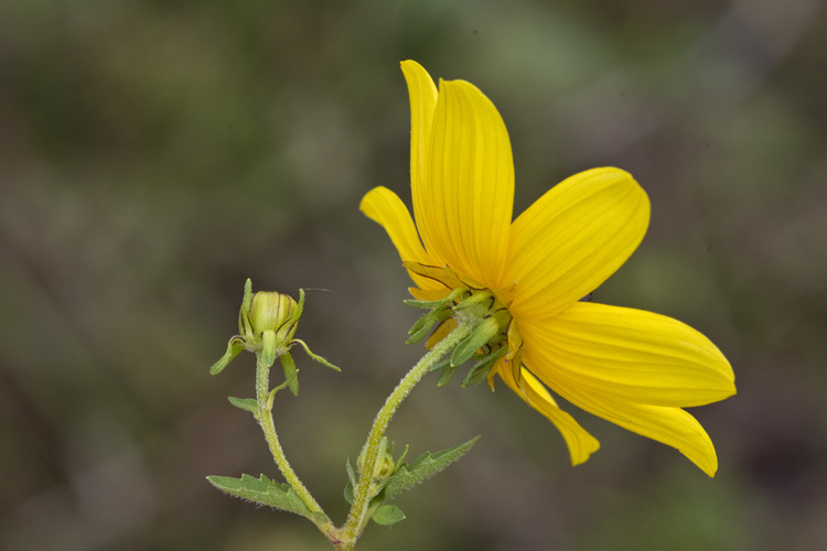 Image of bearded beggarticks