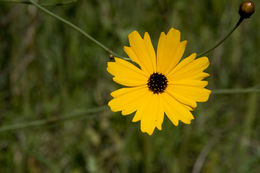 صورة Coreopsis gladiata Walt.