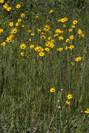 صورة Coreopsis gladiata Walt.