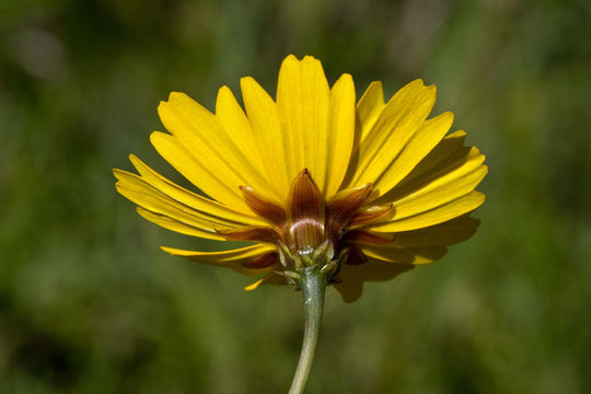 Image de Coreopsis gladiata Walt.