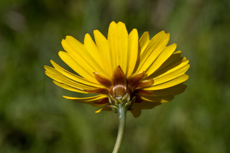 صورة Coreopsis gladiata Walt.