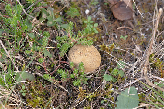 Imagem de Lycoperdon lividum Pers. 1809