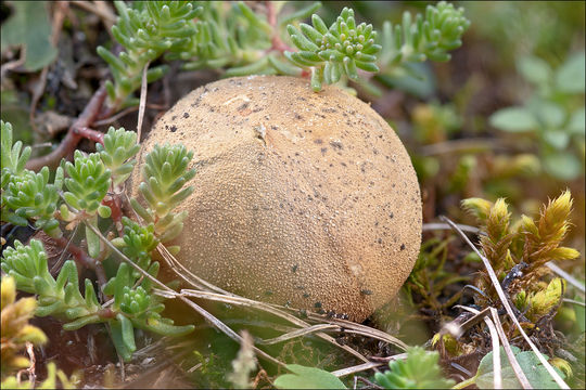 Imagem de Lycoperdon lividum Pers. 1809