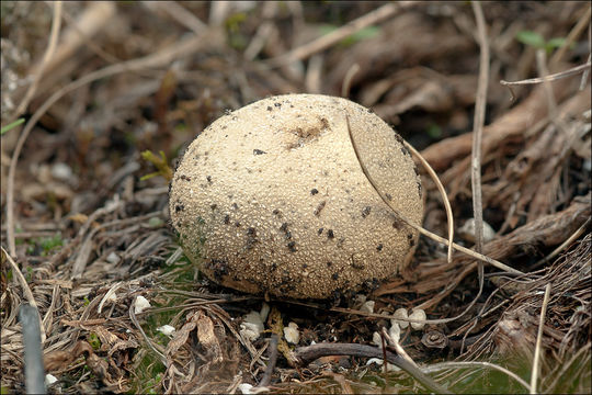 Imagem de Lycoperdon lividum Pers. 1809