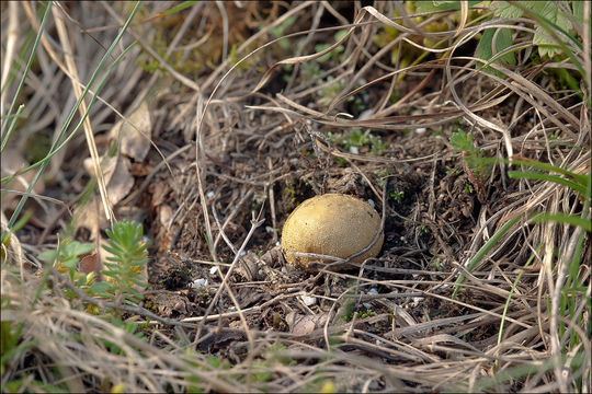 Imagem de Lycoperdon lividum Pers. 1809