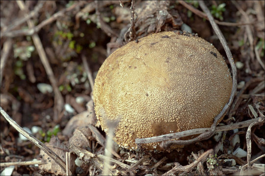 Imagem de Lycoperdon lividum Pers. 1809