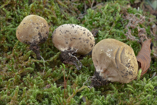 Imagem de Lycoperdon lividum Pers. 1809